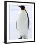 Emperor Penguin (Aptenodytes Forsteri), Snow Hill Island, Weddell Sea, Antarctica, Polar Regions-Thorsten Milse-Framed Photographic Print