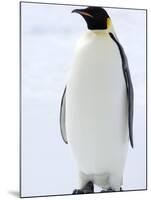 Emperor Penguin (Aptenodytes Forsteri), Snow Hill Island, Weddell Sea, Antarctica, Polar Regions-Thorsten Milse-Mounted Photographic Print