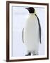 Emperor Penguin (Aptenodytes Forsteri), Snow Hill Island, Weddell Sea, Antarctica, Polar Regions-Thorsten Milse-Framed Photographic Print