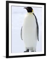 Emperor Penguin (Aptenodytes Forsteri), Snow Hill Island, Weddell Sea, Antarctica, Polar Regions-Thorsten Milse-Framed Photographic Print