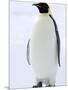 Emperor Penguin (Aptenodytes Forsteri), Snow Hill Island, Weddell Sea, Antarctica, Polar Regions-Thorsten Milse-Mounted Photographic Print