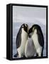 Emperor Penguin (Aptenodytes Forsteri), Snow Hill Island, Weddell Sea, Antarctica, Polar Regions-Thorsten Milse-Framed Stretched Canvas