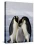 Emperor Penguin (Aptenodytes Forsteri), Snow Hill Island, Weddell Sea, Antarctica, Polar Regions-Thorsten Milse-Stretched Canvas