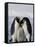 Emperor Penguin (Aptenodytes Forsteri), Snow Hill Island, Weddell Sea, Antarctica, Polar Regions-Thorsten Milse-Framed Stretched Canvas