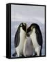 Emperor Penguin (Aptenodytes Forsteri), Snow Hill Island, Weddell Sea, Antarctica, Polar Regions-Thorsten Milse-Framed Stretched Canvas