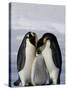 Emperor Penguin (Aptenodytes Forsteri), Snow Hill Island, Weddell Sea, Antarctica, Polar Regions-Thorsten Milse-Stretched Canvas