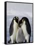 Emperor Penguin (Aptenodytes Forsteri), Snow Hill Island, Weddell Sea, Antarctica, Polar Regions-Thorsten Milse-Framed Stretched Canvas