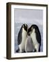 Emperor Penguin (Aptenodytes Forsteri), Snow Hill Island, Weddell Sea, Antarctica, Polar Regions-Thorsten Milse-Framed Photographic Print