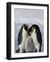 Emperor Penguin (Aptenodytes Forsteri), Snow Hill Island, Weddell Sea, Antarctica, Polar Regions-Thorsten Milse-Framed Photographic Print