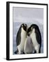 Emperor Penguin (Aptenodytes Forsteri), Snow Hill Island, Weddell Sea, Antarctica, Polar Regions-Thorsten Milse-Framed Photographic Print