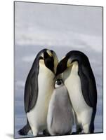 Emperor Penguin (Aptenodytes Forsteri), Snow Hill Island, Weddell Sea, Antarctica, Polar Regions-Thorsten Milse-Mounted Photographic Print