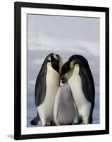 Emperor Penguin (Aptenodytes Forsteri), Snow Hill Island, Weddell Sea, Antarctica, Polar Regions-Thorsten Milse-Framed Photographic Print