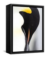 Emperor Penguin (Aptenodytes Forsteri), Snow Hill Island, Weddell Sea, Antarctica, Polar Regions-Thorsten Milse-Framed Stretched Canvas