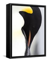 Emperor Penguin (Aptenodytes Forsteri), Snow Hill Island, Weddell Sea, Antarctica, Polar Regions-Thorsten Milse-Framed Stretched Canvas