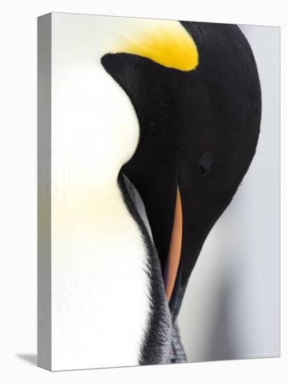 Emperor Penguin (Aptenodytes Forsteri), Snow Hill Island, Weddell Sea, Antarctica, Polar Regions-Thorsten Milse-Stretched Canvas