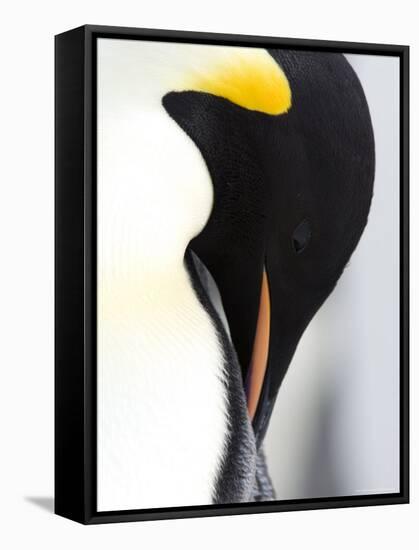 Emperor Penguin (Aptenodytes Forsteri), Snow Hill Island, Weddell Sea, Antarctica, Polar Regions-Thorsten Milse-Framed Stretched Canvas