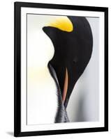 Emperor Penguin (Aptenodytes Forsteri), Snow Hill Island, Weddell Sea, Antarctica, Polar Regions-Thorsten Milse-Framed Premium Photographic Print