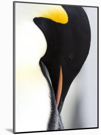 Emperor Penguin (Aptenodytes Forsteri), Snow Hill Island, Weddell Sea, Antarctica, Polar Regions-Thorsten Milse-Mounted Photographic Print