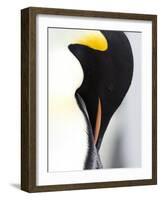 Emperor Penguin (Aptenodytes Forsteri), Snow Hill Island, Weddell Sea, Antarctica, Polar Regions-Thorsten Milse-Framed Photographic Print