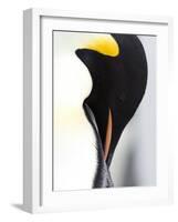 Emperor Penguin (Aptenodytes Forsteri), Snow Hill Island, Weddell Sea, Antarctica, Polar Regions-Thorsten Milse-Framed Photographic Print