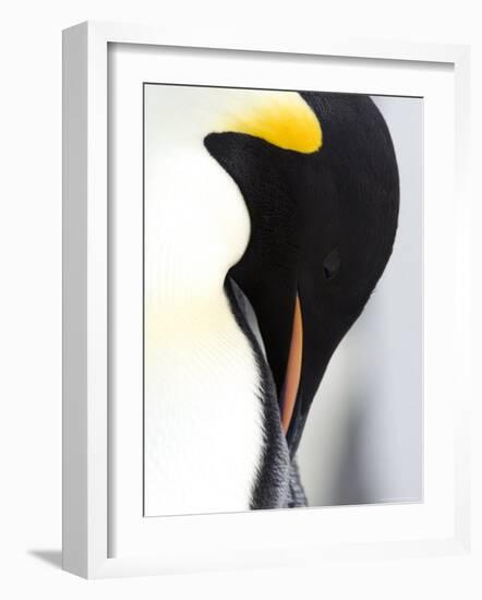 Emperor Penguin (Aptenodytes Forsteri), Snow Hill Island, Weddell Sea, Antarctica, Polar Regions-Thorsten Milse-Framed Photographic Print