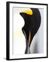 Emperor Penguin (Aptenodytes Forsteri), Snow Hill Island, Weddell Sea, Antarctica, Polar Regions-Thorsten Milse-Framed Photographic Print