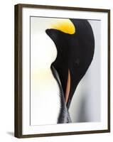 Emperor Penguin (Aptenodytes Forsteri), Snow Hill Island, Weddell Sea, Antarctica, Polar Regions-Thorsten Milse-Framed Photographic Print