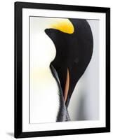 Emperor Penguin (Aptenodytes Forsteri), Snow Hill Island, Weddell Sea, Antarctica, Polar Regions-Thorsten Milse-Framed Photographic Print