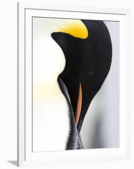 Emperor Penguin (Aptenodytes Forsteri), Snow Hill Island, Weddell Sea, Antarctica, Polar Regions-Thorsten Milse-Framed Photographic Print