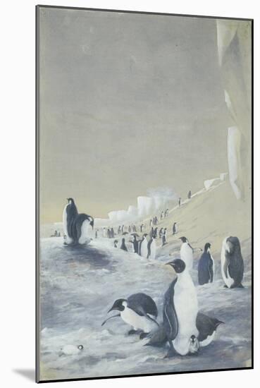 Emperor Penguin at Cape Crozier, Mar 28, 1911-Edward Adrian Wilson-Mounted Giclee Print