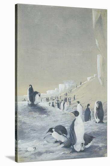 Emperor Penguin at Cape Crozier, Mar 28, 1911-Edward Adrian Wilson-Stretched Canvas