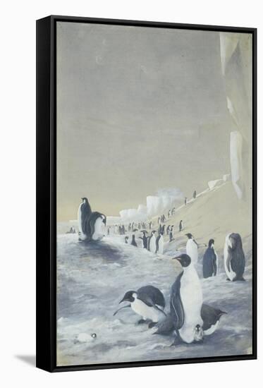 Emperor Penguin at Cape Crozier, Mar 28, 1911-Edward Adrian Wilson-Framed Stretched Canvas