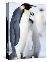 Emperor Penguin Chick and Adult, Snow Hill Island, Weddell Sea, Antarctica, Polar Regions-Thorsten Milse-Stretched Canvas