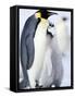 Emperor Penguin Chick and Adult, Snow Hill Island, Weddell Sea, Antarctica, Polar Regions-Thorsten Milse-Framed Stretched Canvas