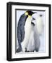 Emperor Penguin Chick and Adult, Snow Hill Island, Weddell Sea, Antarctica, Polar Regions-Thorsten Milse-Framed Photographic Print