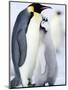 Emperor Penguin Chick and Adult, Snow Hill Island, Weddell Sea, Antarctica, Polar Regions-Thorsten Milse-Mounted Photographic Print