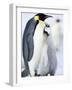 Emperor Penguin Chick and Adult, Snow Hill Island, Weddell Sea, Antarctica, Polar Regions-Thorsten Milse-Framed Photographic Print