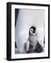 Emperor Penguin Chick (Aptenodytes Forsteri), Snow Hill Island, Weddell Sea, Antarctica-Thorsten Milse-Framed Photographic Print