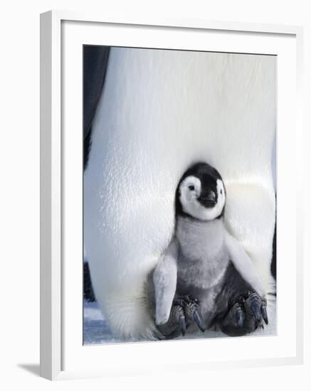 Emperor Penguin Chick (Aptenodytes Forsteri), Snow Hill Island, Weddell Sea, Antarctica-Thorsten Milse-Framed Photographic Print