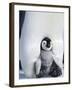 Emperor Penguin Chick (Aptenodytes Forsteri), Snow Hill Island, Weddell Sea, Antarctica-Thorsten Milse-Framed Photographic Print