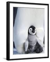 Emperor Penguin Chick (Aptenodytes Forsteri), Snow Hill Island, Weddell Sea, Antarctica-Thorsten Milse-Framed Photographic Print