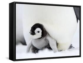 Emperor Penguin Chick (Aptenodytes Forsteri), Snow Hill Island, Weddell Sea, Antarctica-Thorsten Milse-Framed Stretched Canvas