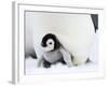 Emperor Penguin Chick (Aptenodytes Forsteri), Snow Hill Island, Weddell Sea, Antarctica-Thorsten Milse-Framed Photographic Print