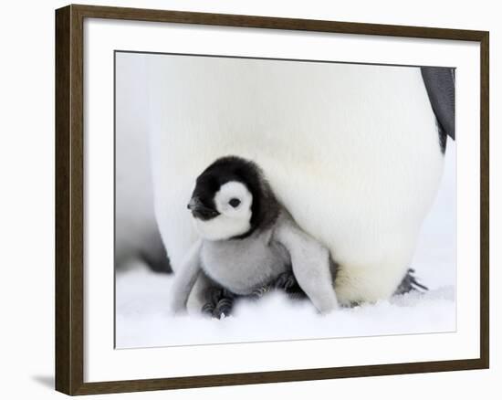 Emperor Penguin Chick (Aptenodytes Forsteri), Snow Hill Island, Weddell Sea, Antarctica-Thorsten Milse-Framed Photographic Print