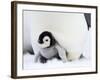 Emperor Penguin Chick (Aptenodytes Forsteri), Snow Hill Island, Weddell Sea, Antarctica-Thorsten Milse-Framed Photographic Print