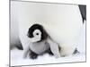 Emperor Penguin Chick (Aptenodytes Forsteri), Snow Hill Island, Weddell Sea, Antarctica-Thorsten Milse-Mounted Photographic Print