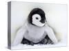 Emperor Penguin Chick (Aptenodytes Forsteri), Snow Hill Island, Weddell Sea, Antarctica-Thorsten Milse-Stretched Canvas
