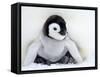 Emperor Penguin Chick (Aptenodytes Forsteri), Snow Hill Island, Weddell Sea, Antarctica-Thorsten Milse-Framed Stretched Canvas