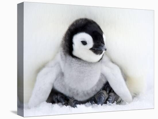 Emperor Penguin Chick (Aptenodytes Forsteri), Snow Hill Island, Weddell Sea, Antarctica-Thorsten Milse-Stretched Canvas