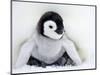 Emperor Penguin Chick (Aptenodytes Forsteri), Snow Hill Island, Weddell Sea, Antarctica-Thorsten Milse-Mounted Photographic Print